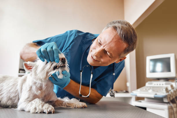 Best Mobile Emergency Dentist in Johnson City, NY